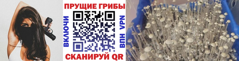 Галлюциногенные грибы Cubensis  Боровичи 